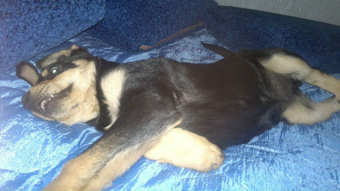 Олег Янковский ОлЕжКа:) | Киев