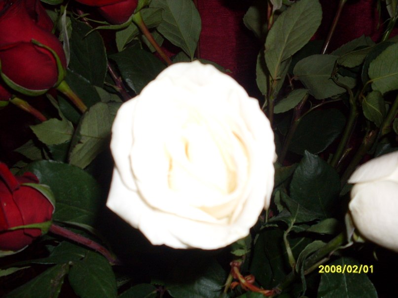 Людмила Елисеева | Новосибирск