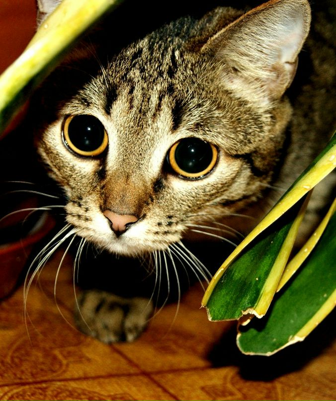 Дашуня Алфёрик | Россошь