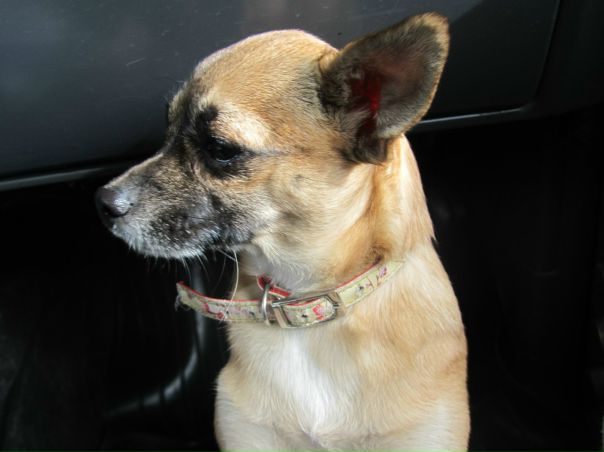 №2, Максим Долмац №2, Максим Долмац