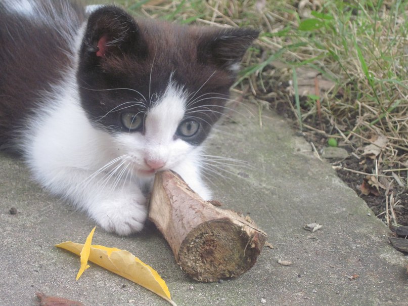 Елена Степанова | Салехард