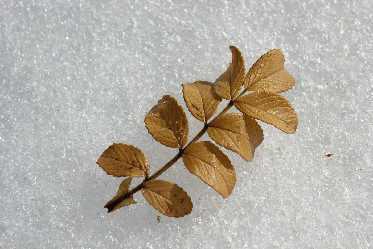 Роман Мезев | Новосибирск