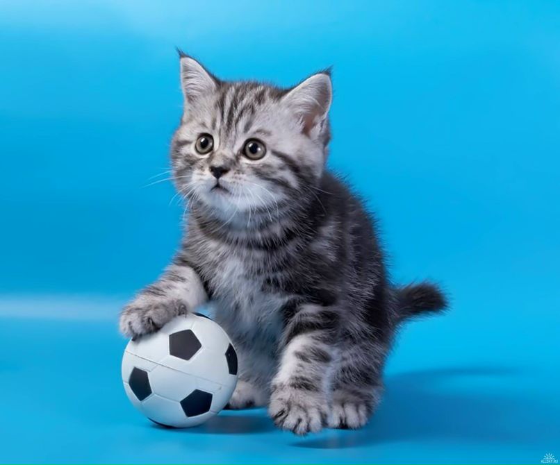 Сергей Шаров | Санкт-Петербург