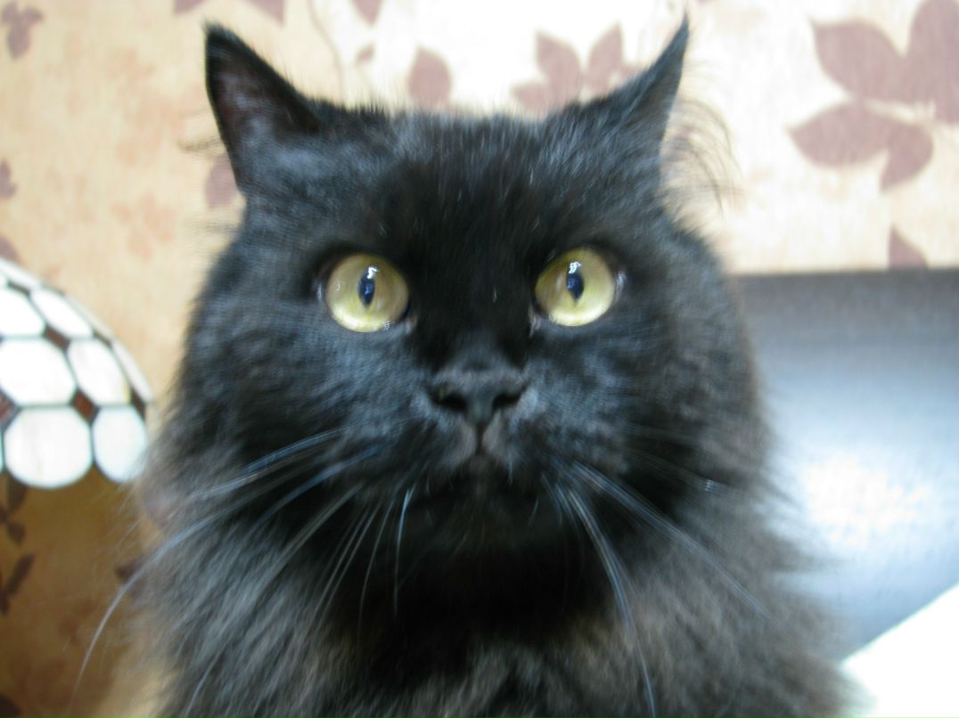 Елена Лузанова | Екатеринбург