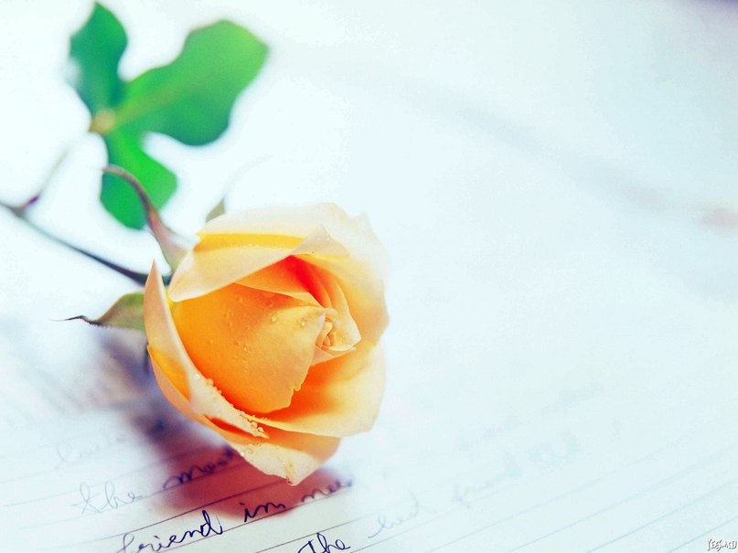 Виктория Васильева __ViktorY__ | Санкт-Петербург