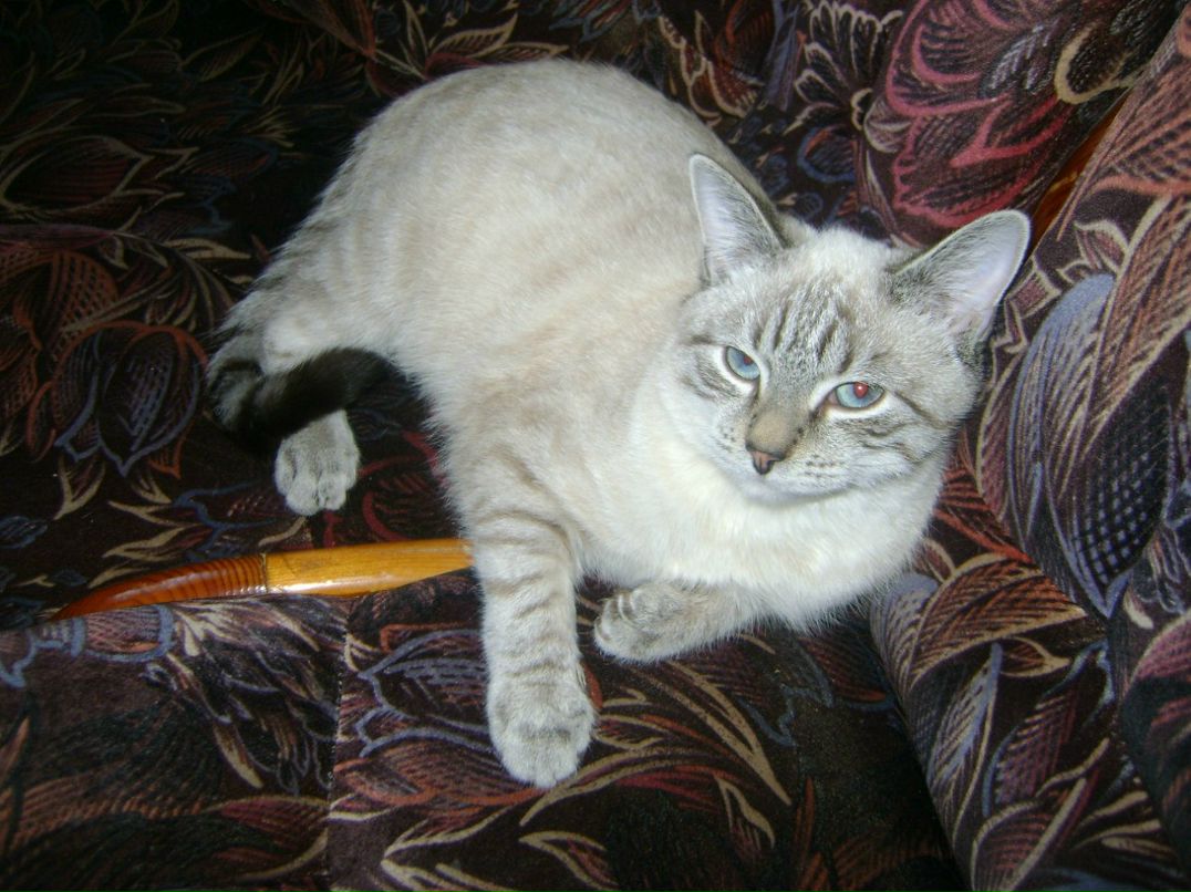 Светлана Григорьева | Санкт-Петербург