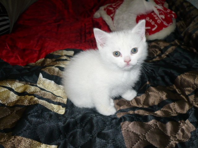 Семен Николаев | Зеленодольск