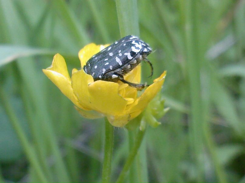 Оля Туренкова | Витебск