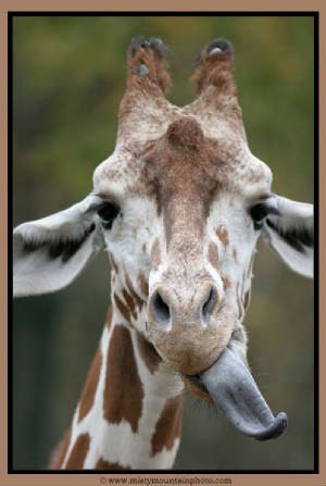 Алексей Цигвинцев | Северск