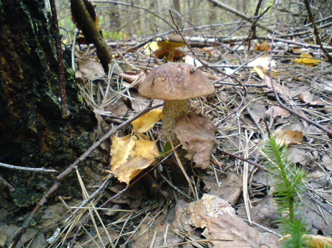 Алексей Бушай | Чернигов