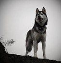 Фотография Николаева Ивана
