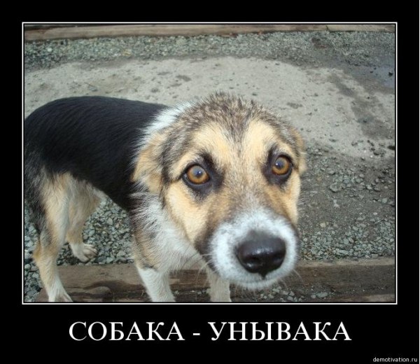 Алексей Шихирин Professuro | Москва