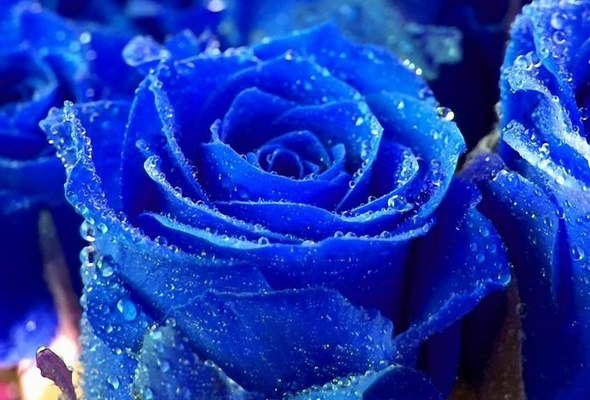 Айсель Джавадова | Санкт-Петербург