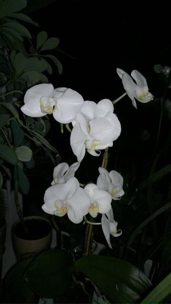 №134, Андрей Антонов, Липецк №134, Андрей Антонов, Липецк