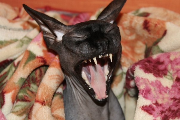 Анастасия Галкина | 