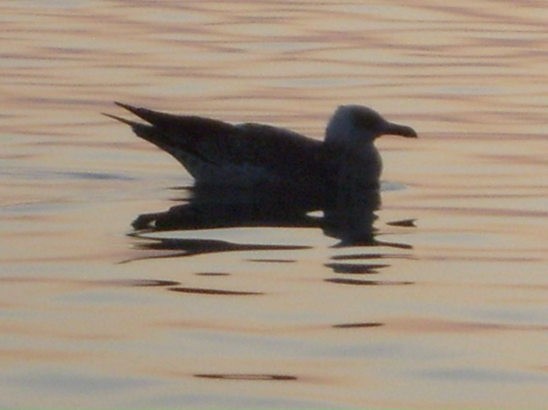 Татьяна Малютина | Тольятти