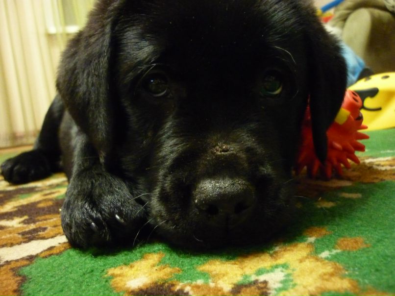 Виктория Соболенко | Москва