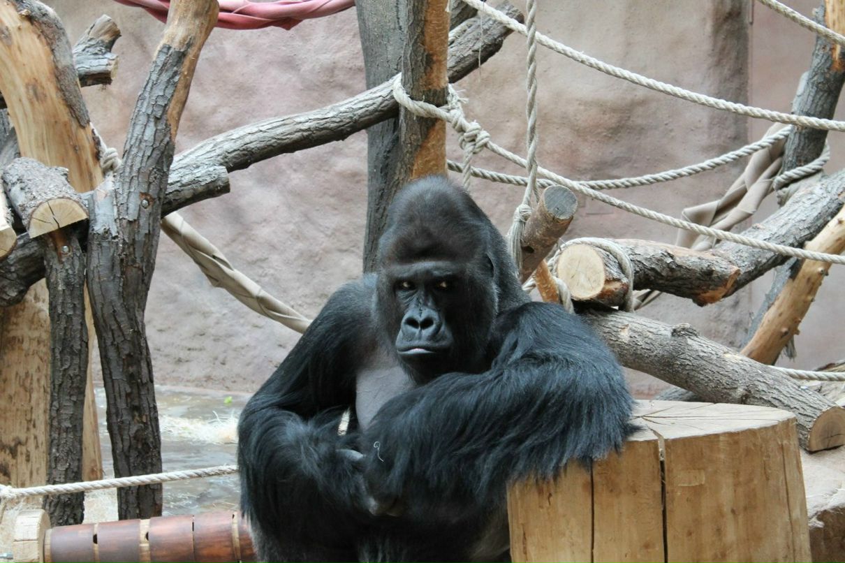 Юлия Урба | Stavanger