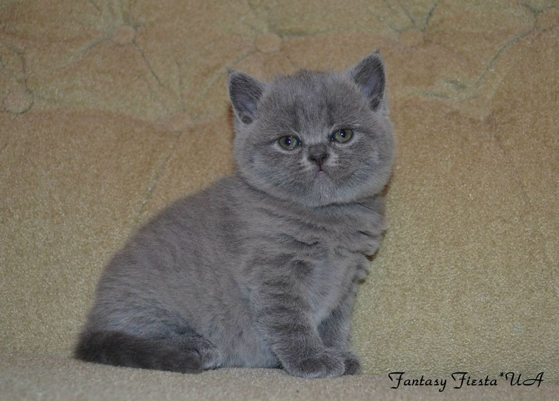 Людмила Перепелица | Одесса