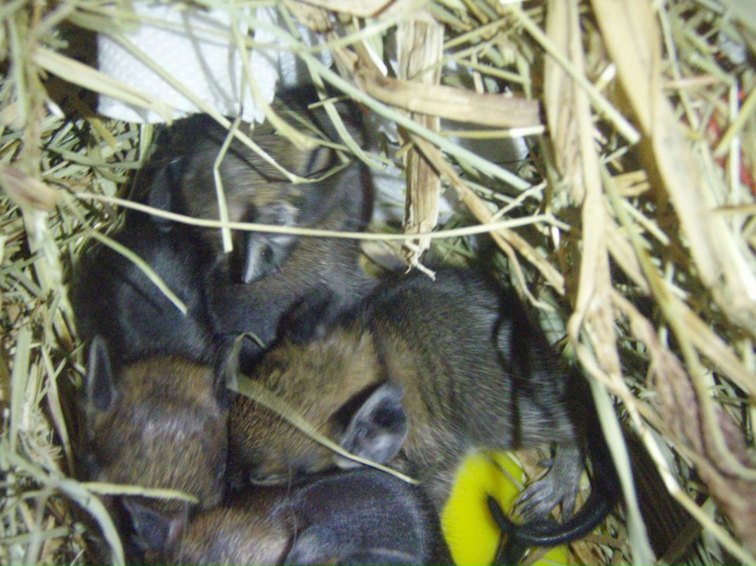 Максим Песиголовец | Таллин