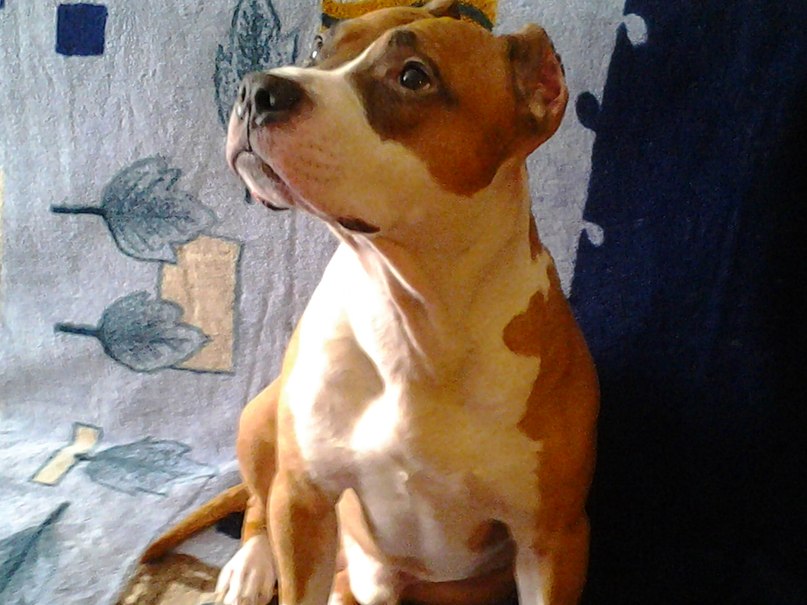 Николай Кучеров | 