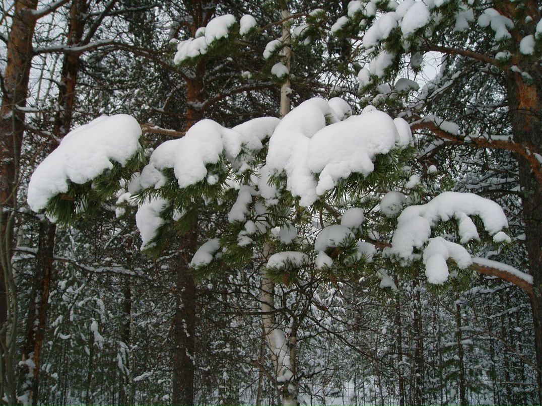 Валентина Кондратьева | 