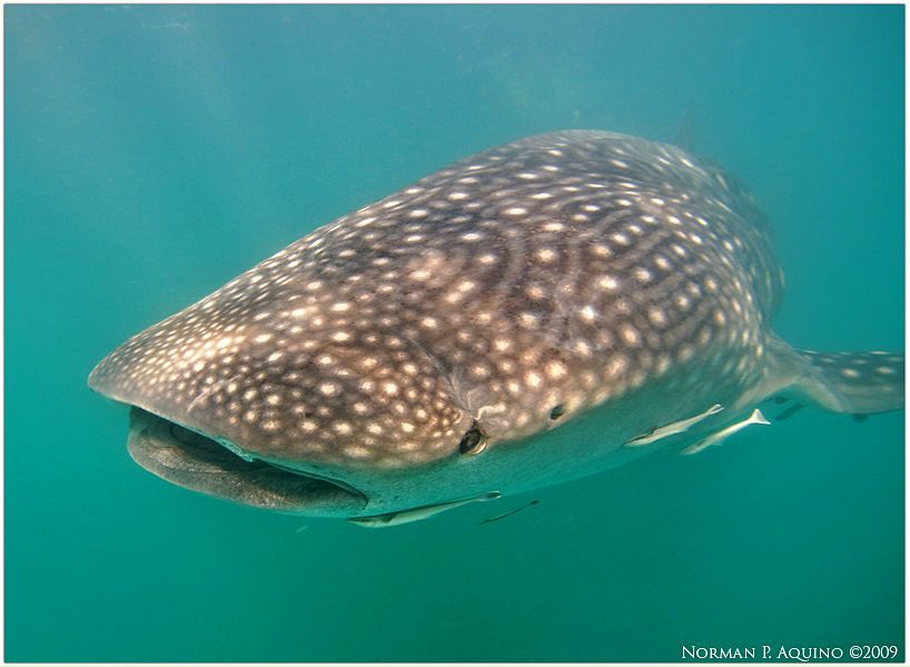 №25, Мария , 20.07.1982 №25, Мария , 20.07.1982