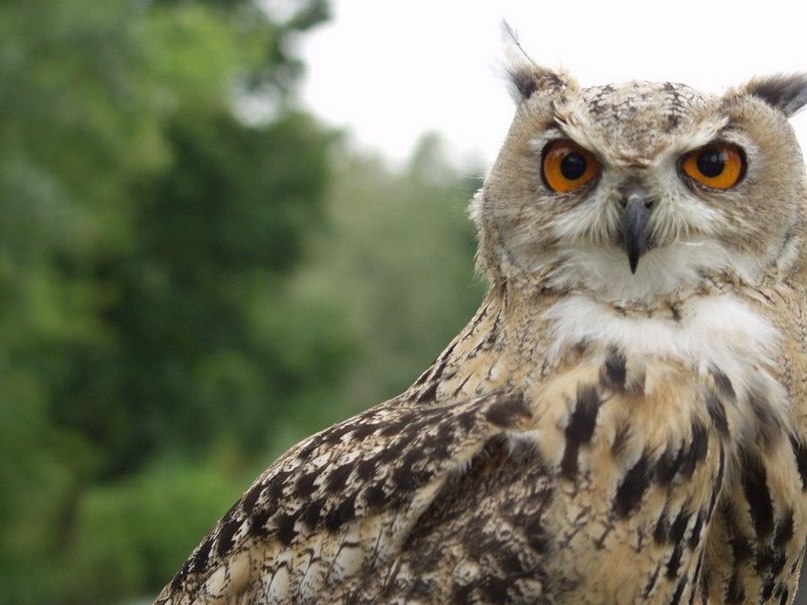 Галка Анурина | Муром