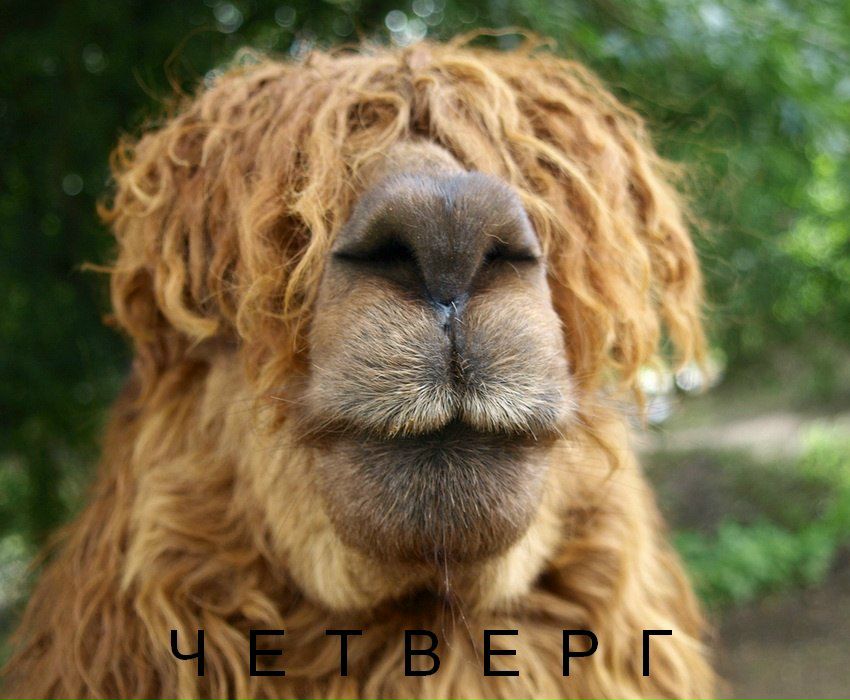 Катюшка Никульникова | Москва