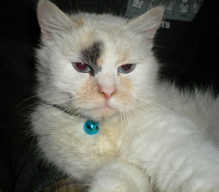 Коко Шанель | 