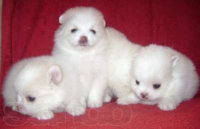 Димас Устыч | Житомир