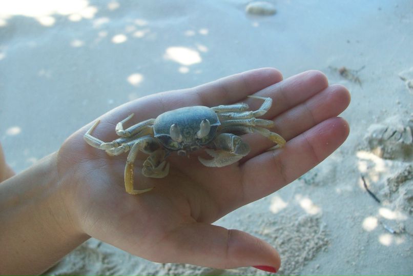 Ириночка Плехотко | Новосибирск