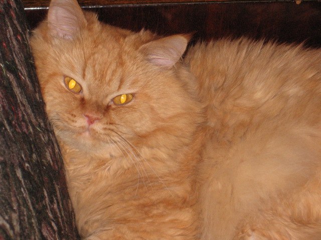 Елена Ремиз | Санкт-Петербург