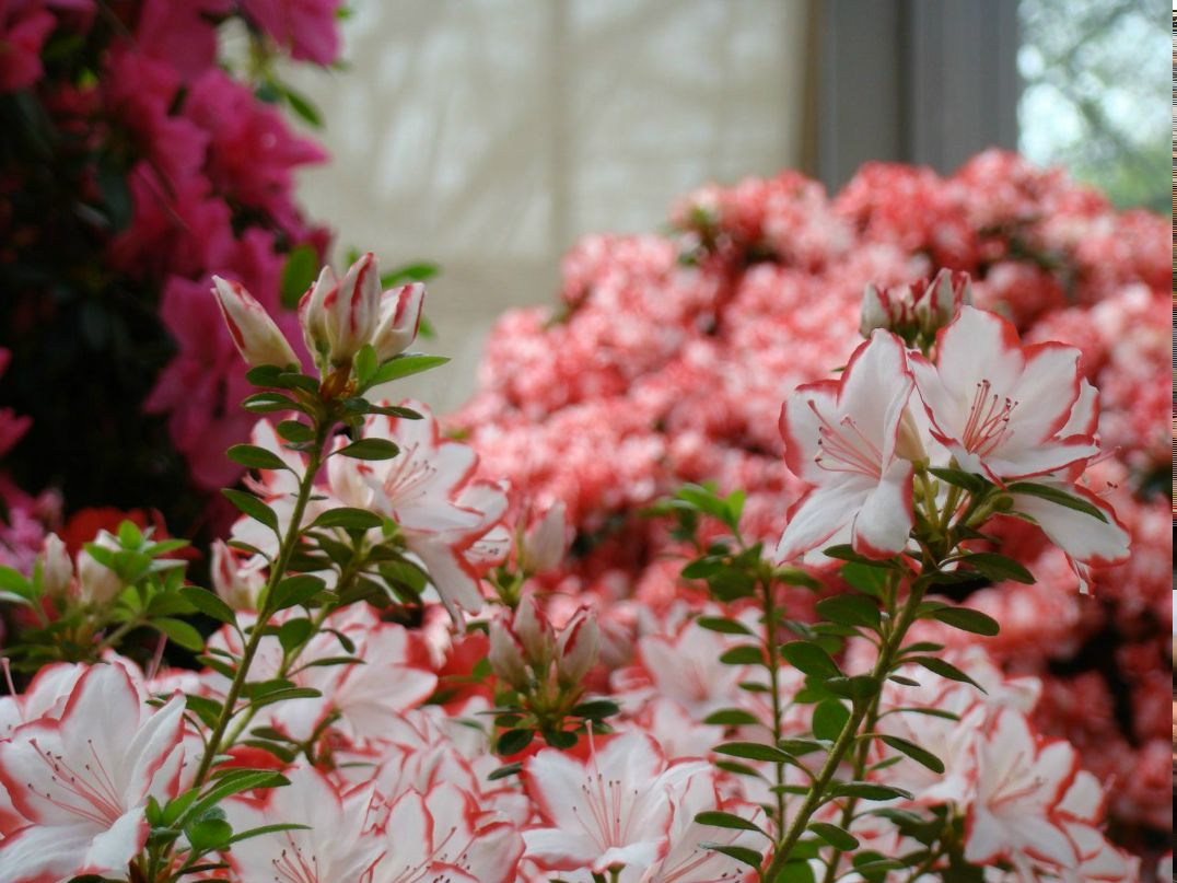 Антон Романенко | Darmstadt