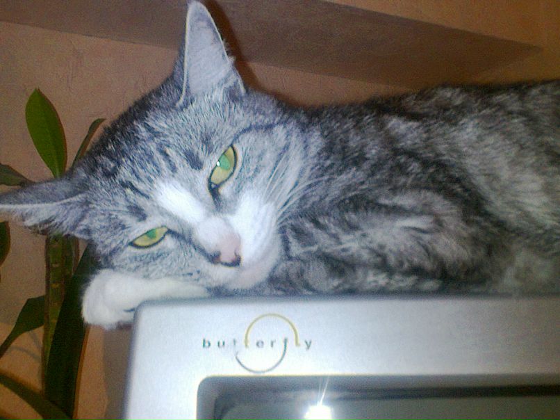 Елена Щиголь | Москва