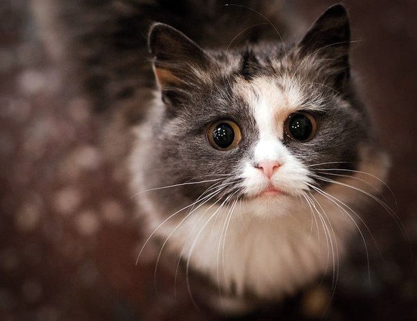 Александр Билокриницкий | 