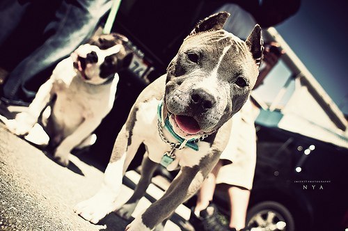 Катрин Елова | 