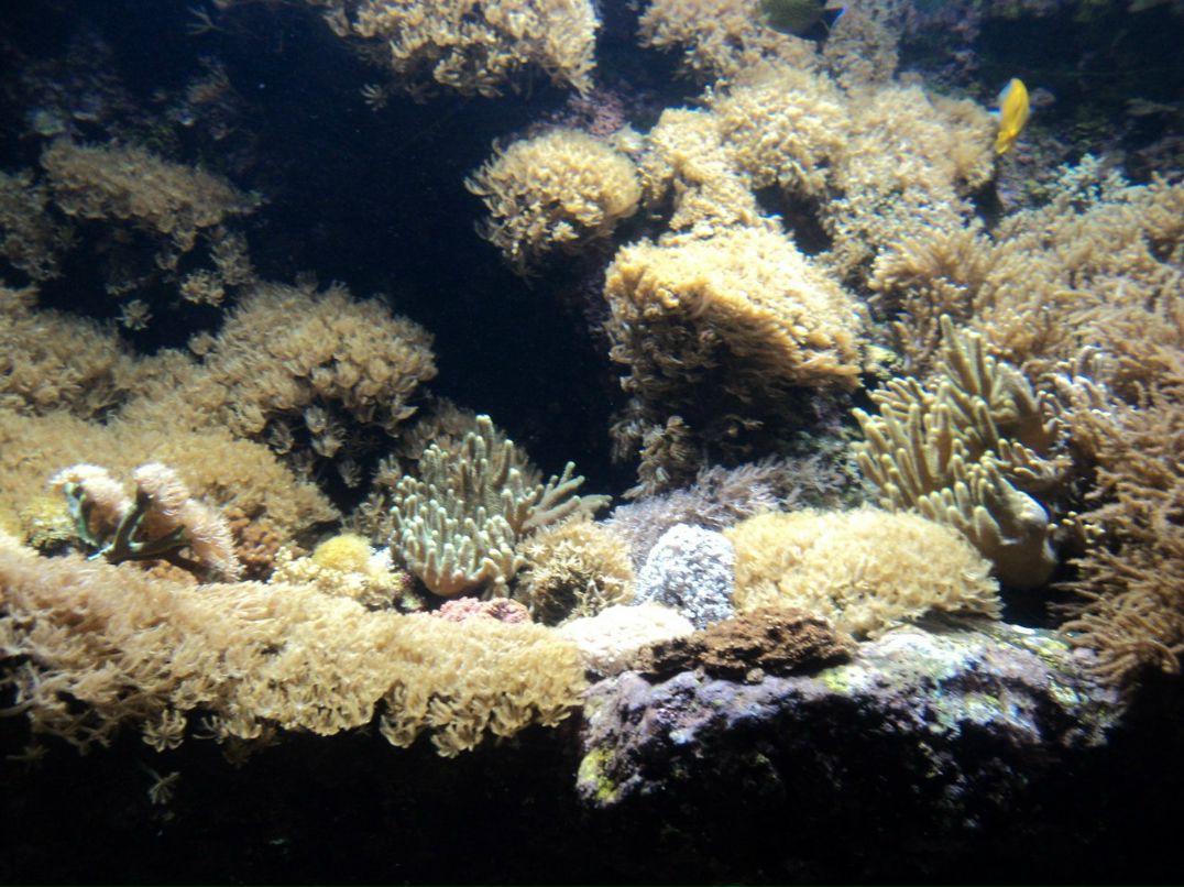 Инна Билоус | Одесса