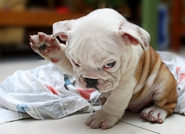 Влад Максимов | Санкт-Петербург