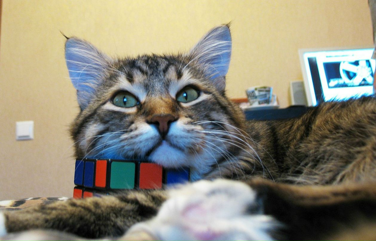 Маргарита Босых *puma* | Москва