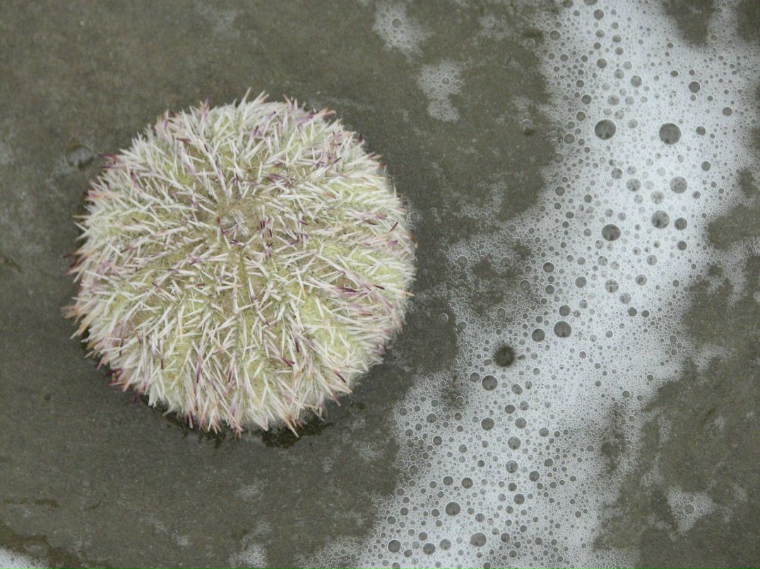 Дима Вдовин Хум | Москва