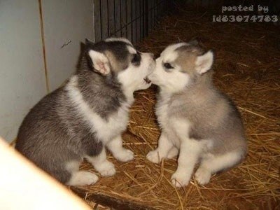 №2, Ростислав Коман, 35 лет, Нижние Петровцы №2, Ростислав Коман, 35 лет, Нижние Петровцы