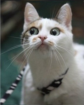 Сергей Максименко | Рига