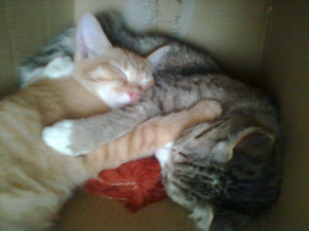 Анна Чашкова | Новосибирск