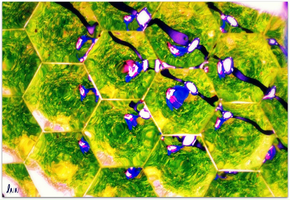 Николай Лапшин bioklassniki.ru | Воронеж