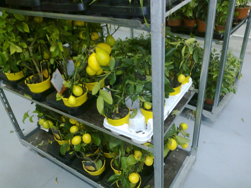 Дмитрий Балов | Нижний Новгород