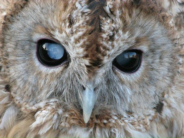 №42, Андрей Иванченко, 48 лет, Москва, Россия №42, Андрей Иванченко, 48 лет, Москва, Россия