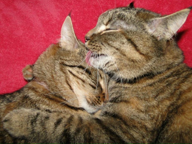 Юико Каулитц _Фанатка_ | Рига