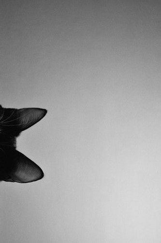 Елена Войналович | Киев