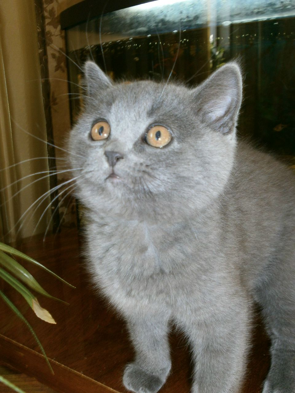 Ива Улыбается | Севастополь